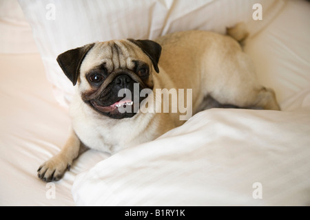 Junger Mops auf einem Bett liegend, Decke Stockfoto