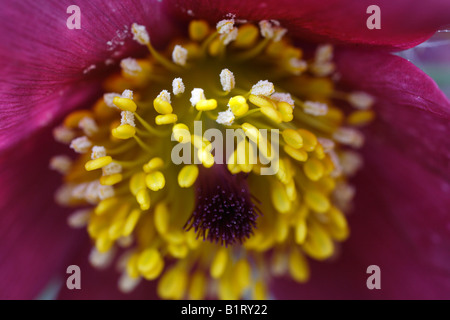 Kuhschelle (Pulsatilla Vulgaris), Geretsried, Bayern, Deutschland, Europa Stockfoto