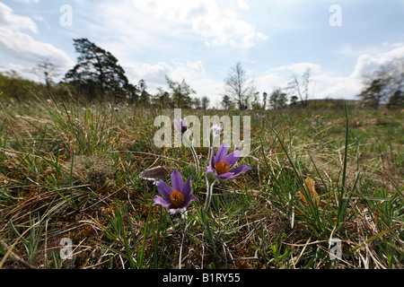 Gemeinsamen Kuhschelle oder des Dänen Blut (Pulsatilla Vulgaris), Naturschutzgebiet Sodenberg-Gans in der Nähe von Hammelburg, Rhön Berge, Low Stockfoto