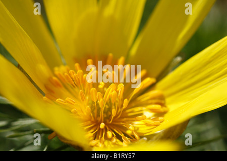 Blume Detail ein Fasan Auge oder falschen Nieswurz (Adonis Vernalis), Bayern, Deutschland, Europa Stockfoto