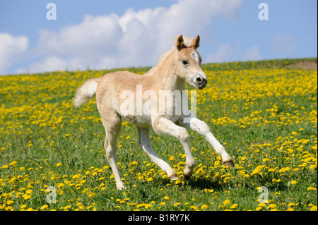 Haflinger (Equus Caballus) Fohlen im Galopp über eine Wiese Stockfoto