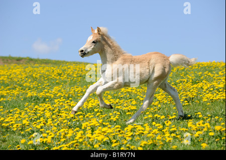 Haflinger (Equus Caballus) Fohlen im Galopp über eine Wiese Stockfoto