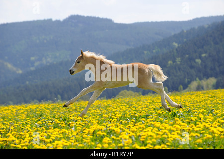 Haflinger (Equus Caballus) Fohlen springen über eine Wiese Stockfoto