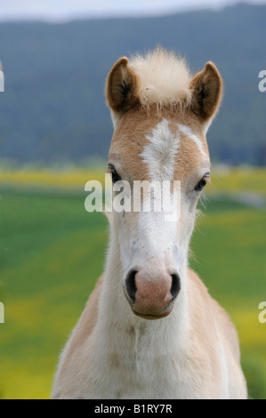 Porträt eines Fohlens Haflinger (Equus Caballus) Stockfoto