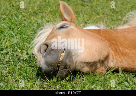 Kopf eines schlafenden Pferdes (Equus Caballus) Stockfoto