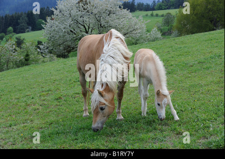 Haflinger (Equus Caballus) Stute und Fohlen auf einer Wiese weiden Stockfoto