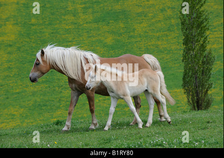 Haflinger (Equus Caballus) Stute und Fohlen Stockfoto