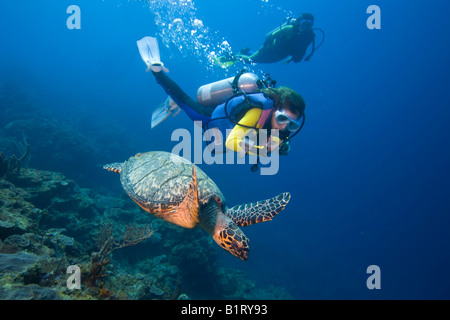 Junge weibliche Taucher beobachten eine echte Karettschildkröte (Eretmochelys Imbricata), Karibik, Honduras, Mittelamerika Stockfoto