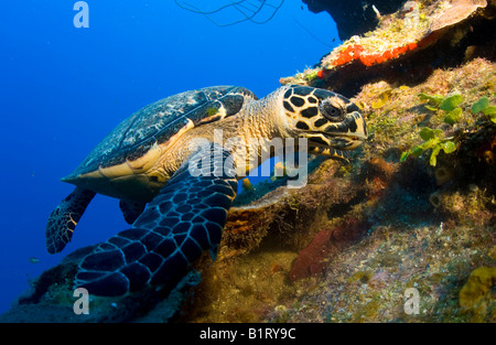 Echte Karettschildkröte (Eretmochelys Imbricata), Fütterung, Honduras, Mittelamerika, Karibik Stockfoto