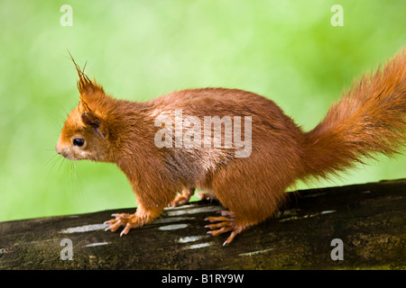 Eichhörnchen (Sciurus Vulgaris), die entlang einem Holzbalken, Hessen, Deutschland, Europa Stockfoto