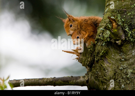 Zwei rote Eichhörnchen (Sciurus Vulgaris) mit nassem Fell, sitzt auf einem Ast, Hessen, Deutschland, Europa Stockfoto