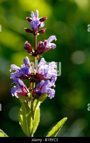 Gemeinsamen Salbei (Salvia Officinalis) in Wassertropfen bedeckt Stockfoto