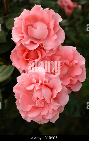 Drei Blüten in rosa Rose (Rosa) Stockfoto