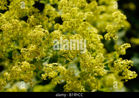 Damen Mantel (Alchemilla Mollis) Blumen Stockfoto