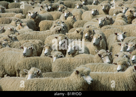 Eine Herde von Merino-Schafe (Ovis Orientalis Aries), Nordinsel, Neuseeland Stockfoto