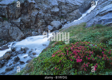 Alpenrose, Schnee-Rose oder Rusty-leaved Alpenrose (Rhododendron Ferrugineum) blühen vor dem Sulzaubach Bach, Stubaita Stockfoto