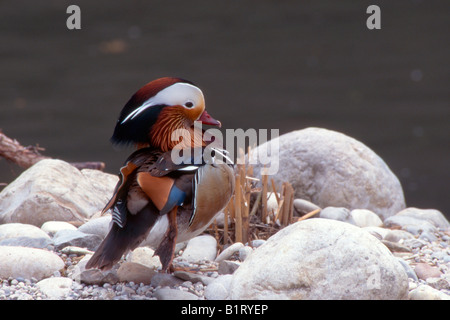 Mandarinente (Aix Galericulata), Österreich, Europa Stockfoto