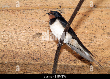 Rauchschwalbe (Hirundo Rustica), Schwaz, Tirol, Österreich, Europa Stockfoto