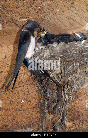 Rauchschwalbe (Hirundo Rustica) Fütterung junge im Nest, Schwaz, Tirol, Austria, Europe Stockfoto