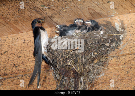 Rauchschwalbe (Hirundo Rustica) Fütterung junge im Nest, Schwaz, Tirol, Austria, Europe Stockfoto