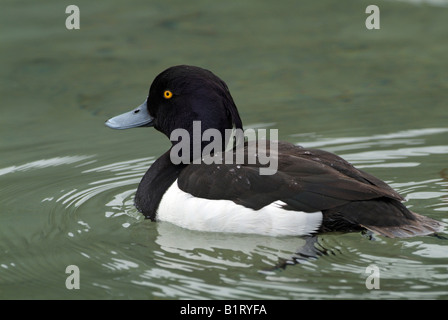 Männliche Reiherenten (Aythya Fuligula), Pillersee See, Tirol, Österreich, Europa Stockfoto