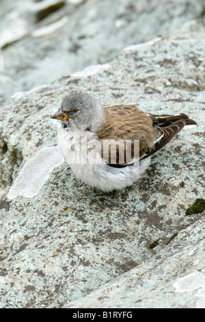 Weiß-winged Snowfinch (Montifringilla Nivalis), Nationalpark Hohe Tauern, Kärnten, Österreich, Europa Stockfoto