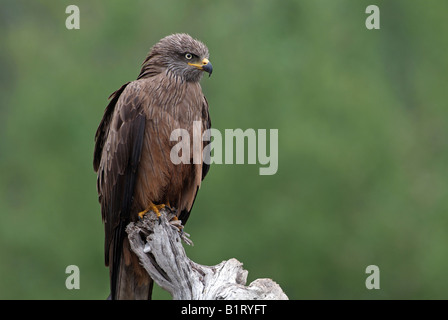 Schwarze Drachen (Milvus Migrans), Tratzberg, Stans, Tirol, Österreich, Europa Stockfoto