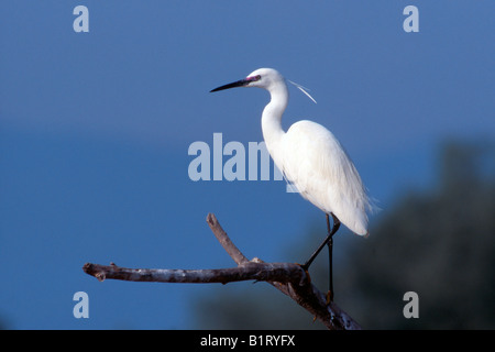 Seidenreiher (Egretta Garzetta) Stockfoto