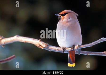 Böhmische Seidenschwanz (Bombycilla Garrulus), Breitenbach, Tirol, Österreich, Europa Stockfoto