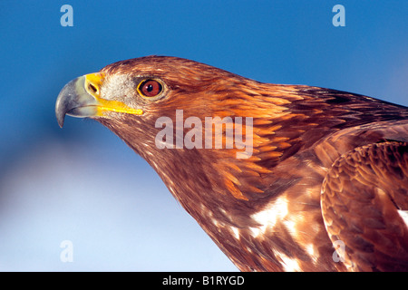 Steinadler (Aquila Chrysaetos), Nord-Tirol, Österreich, Europa Stockfoto