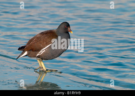 Teichhühner (Gallinula Chloropus), Pillersee See, Tirol, Österreich, Europa Stockfoto