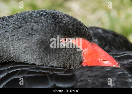 Schwarzer Schwan (Cygnus olor), Tirol, Österreich, Europa Stockfoto