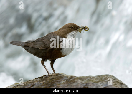 Weiße-throated Wasseramseln (Cinclus Cinclus), Wolfsklamm, Stans, Nord-Tirol, Österreich, Europa Stockfoto