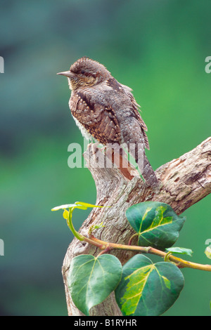 Eurasische Wendehals (Jynx Torquilla) thront auf einem Ast, Schwaz, Nord-Tirol, Österreich, Europa Stockfoto