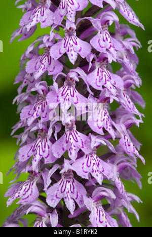 Gemeinsamen entdeckt Orchidee (Dactylorhiza Fuchsii), See Tristachersee, Lienz, Ost-Tirol, Österreich, Europa Stockfoto