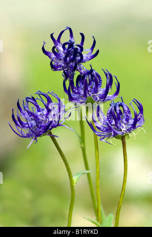 Rundköpfigen Rapunzeln (Phyteuma Orbiculare), Enger-Grund, Karwendel-Bereich, Tirol, Österreich, Europa Stockfoto