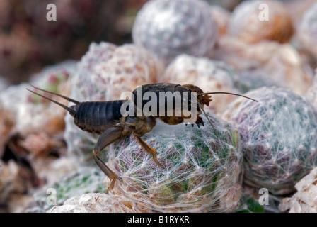 Europäische Mole Cricket (Gryllotalpa Gryllotalpa), Schwaz, Tirol, Österreich, Europa Stockfoto