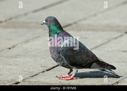 Häusliche Taube (Columba Livia Forma Domestica), Innsbruck, Tirol, Österreich, Europa Stockfoto