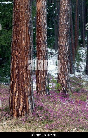 Kiefer (Pinus Sylvestris), Winter-Heide (Erica Herbacea), Mieminger Plateau, Wildermieming, Tirol, Österreich, Europa Stockfoto