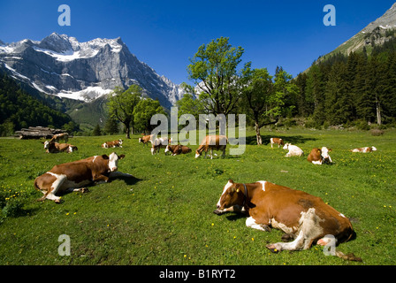 Verlegung und auf der Alm grasen Kühe Eng-Alm, Karwendel-Bereich, Tirol, Österreich, Europa Stockfoto