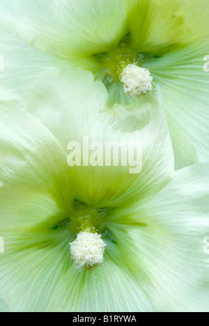 Gemeinsamen Stockrose (Alcea Rosea) in Gertrude Messners Kräutergarten, Brandenberg, Tirol, Austria, Europe Stockfoto