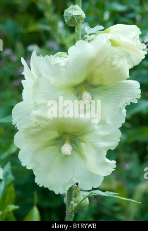 Gemeinsamen Stockrose (Alcea Rosea) in Gertrude Messners Kräutergarten, Brandenberg, Tirol, Austria, Europe Stockfoto