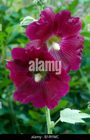 Gemeinsamen Stockrose (Alcea Rosea) in Gertrude Messners Kräutergarten, Brandenberg, Tirol, Austria, Europe Stockfoto