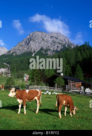 Kühe weiden auf Stallenbach-Alm alpine Weide vor Mt. Rauher Knoell, E Stallental Tal, Karwendel-Bereich, Tirol, Österreich Stockfoto