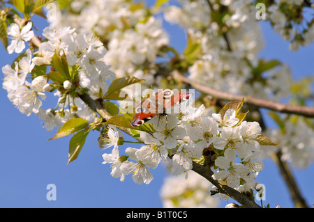 Europäische Caterpillar Tagpfauenauge (Inachis Io) thront auf einem Kirschbaum-Blüte (Cerasus) Stockfoto