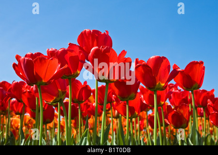 Rote Tulpen (Tulipa), Apeldoorn Sorte, Vielzahl Stockfoto