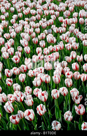 Weiße Tulpen (Tulpen), Ice Follies Sorte, Vielzahl Stockfoto