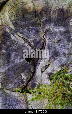 Moos zwischen den Strukturen in Altholz, Lueerwald Forest Nature Reserve, Sauerland, Nordrhein-Westfalen, Deutschland, E Stockfoto