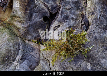 Moos zwischen den Strukturen in Altholz, Lueerwald Forest Nature Reserve, Sauerland, Nordrhein-Westfalen, Deutschland, E Stockfoto