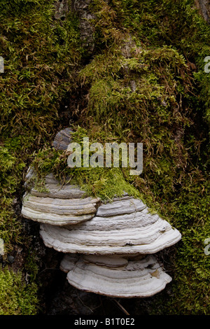 Moos und Halterung Pilz oder baumpilz, Lueerwald Wald, Sauerland, Nordrhein-Westfalen, Deutschland, Europa Stockfoto